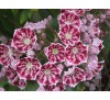 Кальмия широколистная Калейдоскоп (Kaleidoskop) С5